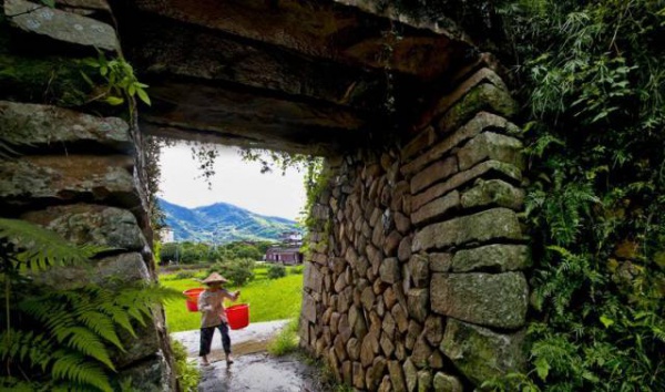 集美周邊游丨這個“明朝荔枝”火了600年，落在這個古鎮！