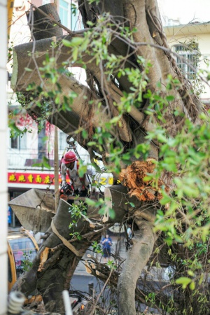 學村印象｜原來，石鼓路不僅有大榕樹，還有個“小巴黎”……