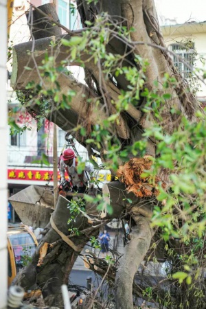 新年新感動：你我牽掛的石鼓路榕樹爺爺發新芽！