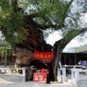 同安洪塘鎮(zhèn)郭山村公婆樟-樹(shù)神