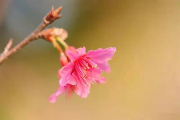 三月將至，花開當時，賞櫻之行要提上日程了！