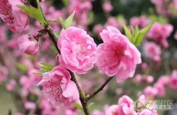 最美桃花季來啦！福建各地觀賞攻略大集合，萬花具備只欠邁腿