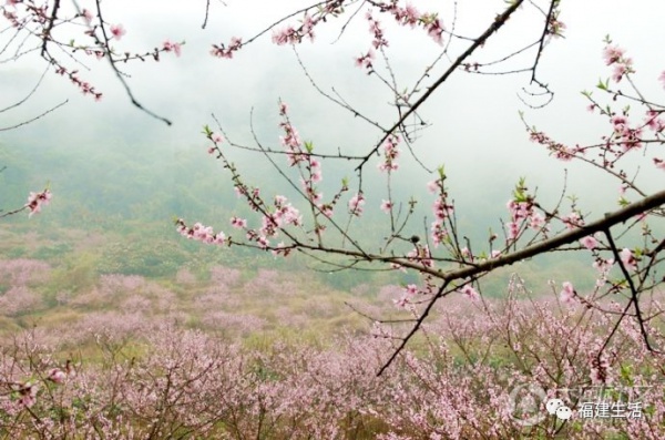 最美桃花季來啦！福建各地觀賞攻略大集合，萬花具備只欠邁腿