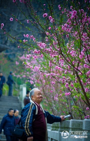 最美桃花季來啦！福建各地觀賞攻略大集合，萬花具備只欠邁腿