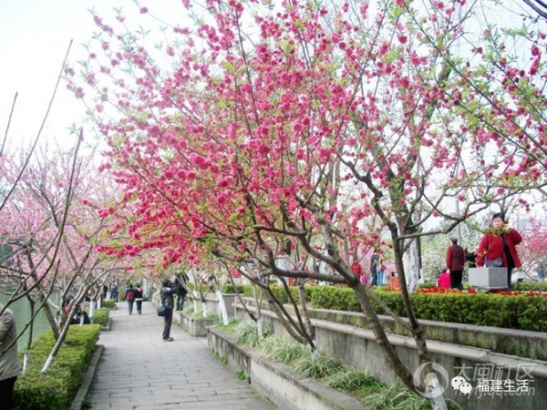 最美桃花季來啦！福建各地觀賞攻略大集合，萬花具備只欠邁腿