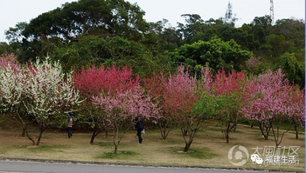 最美桃花季來啦！福建各地觀賞攻略大集合，萬花具備只欠邁腿