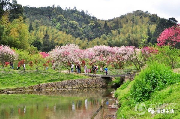 最美桃花季來啦！福建各地觀賞攻略大集合，萬花具備只欠邁腿