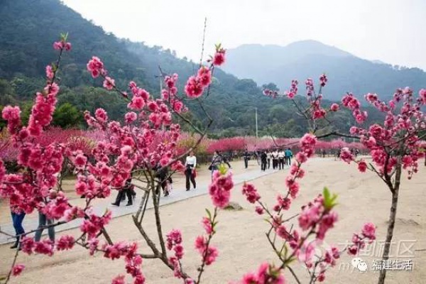 最美桃花季來啦！福建各地觀賞攻略大集合，萬花具備只欠邁腿