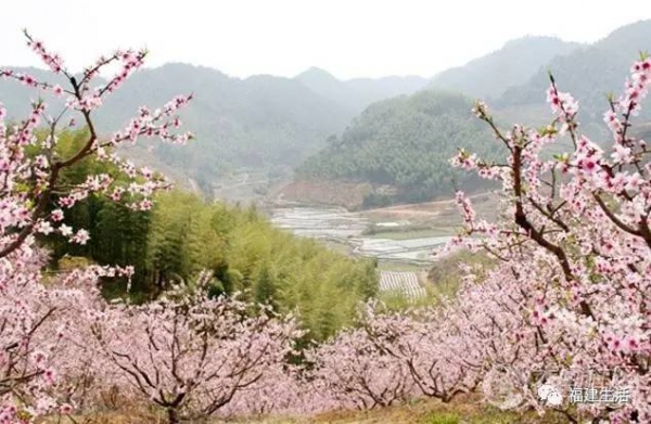 最美桃花季來啦！福建各地觀賞攻略大集合，萬花具備只欠邁腿