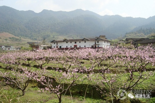 最美桃花季來啦！福建各地觀賞攻略大集合，萬花具備只欠邁腿