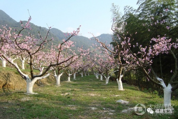 最美桃花季來啦！福建各地觀賞攻略大集合，萬花具備只欠邁腿