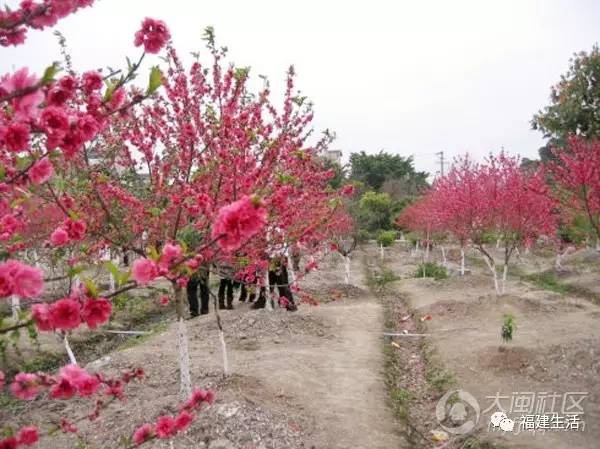 最美桃花季來啦！福建各地觀賞攻略大集合，萬花具備只欠邁腿