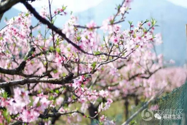 最美桃花季來啦！福建各地觀賞攻略大集合，萬花具備只欠邁腿