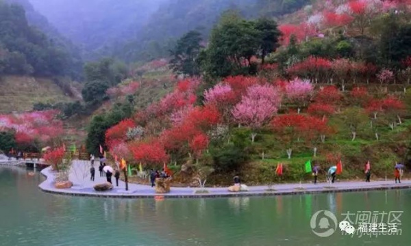 最美桃花季來啦！福建各地觀賞攻略大集合，萬花具備只欠邁腿