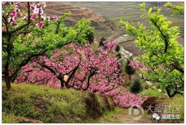 最美桃花季來啦！福建各地觀賞攻略大集合，萬花具備只欠邁腿