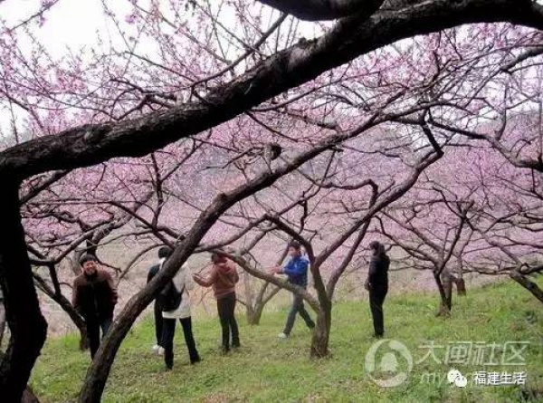 最美桃花季來啦！福建各地觀賞攻略大集合，萬花具備只欠邁腿