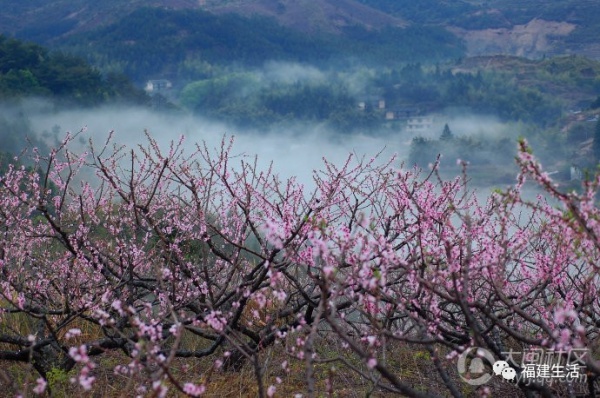 最美桃花季來啦！福建各地觀賞攻略大集合，萬花具備只欠邁腿