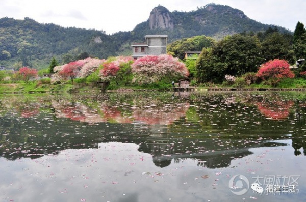 最美桃花季來啦！福建各地觀賞攻略大集合，萬花具備只欠邁腿