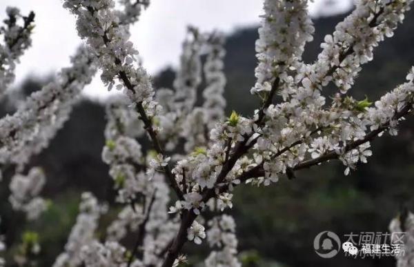 最美桃花季來啦！福建各地觀賞攻略大集合，萬花具備只欠邁腿