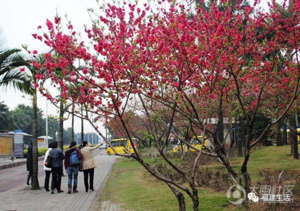 最美桃花季來啦！福建各地觀賞攻略大集合，萬花具備只欠邁腿