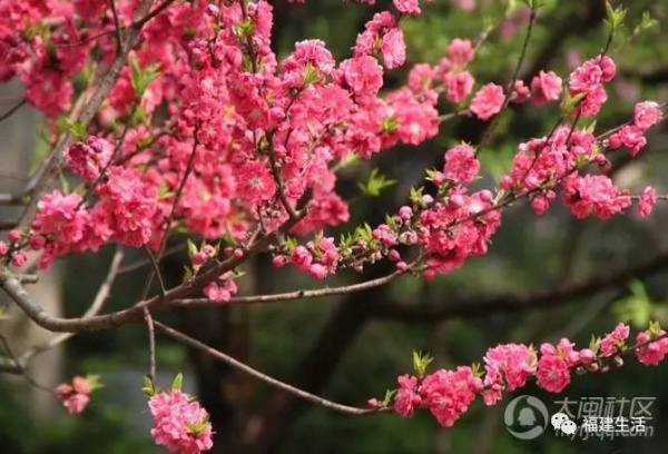 最美桃花季來啦！福建各地觀賞攻略大集合，萬花具備只欠邁腿