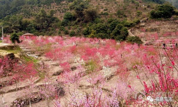 最美桃花季來啦！福建各地觀賞攻略大集合，萬花具備只欠邁腿