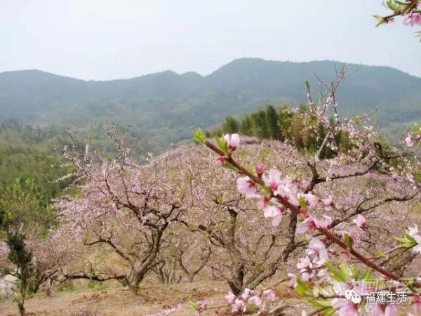 最美桃花季來啦！福建各地觀賞攻略大集合，萬花具備只欠邁腿