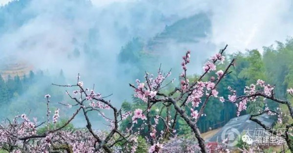 最美桃花季來啦！福建各地觀賞攻略大集合，萬花具備只欠邁腿