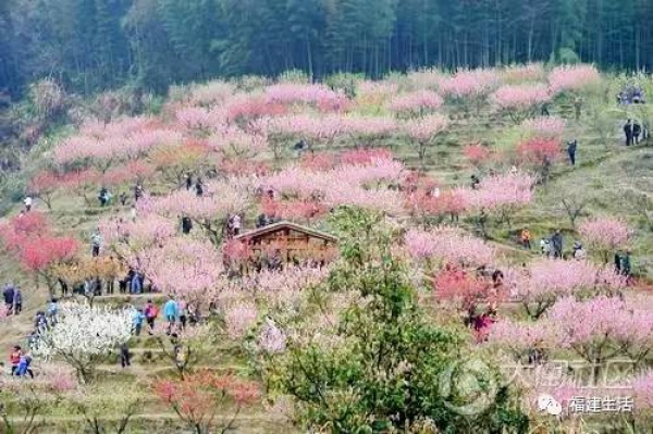 最美桃花季來啦！福建各地觀賞攻略大集合，萬花具備只欠邁腿