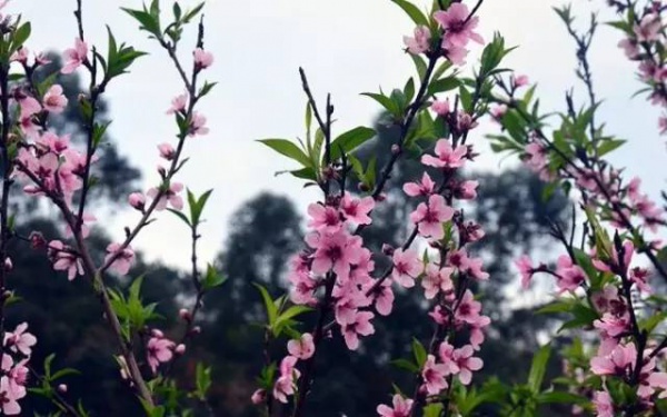 【￥99元|每周六發團】桃花島-欣賞桃花李花；古山重-艷遇最美油菜花開1日游