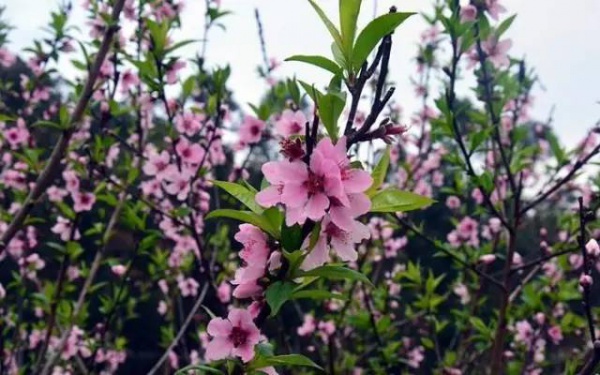 【￥99元|每周六發團】桃花島-欣賞桃花李花；古山重-艷遇最美油菜花開1日游