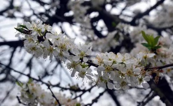 【￥99元|每周六發團】桃花島-欣賞桃花李花；古山重-艷遇最美油菜花開1日游