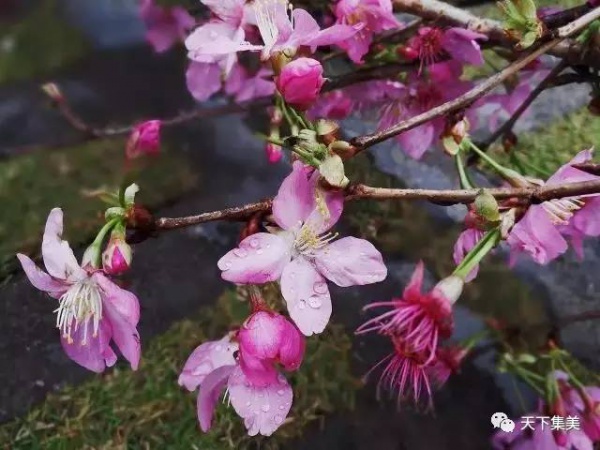 看櫻花不去日本來集大！師生校友“以愛之名”澆灌它