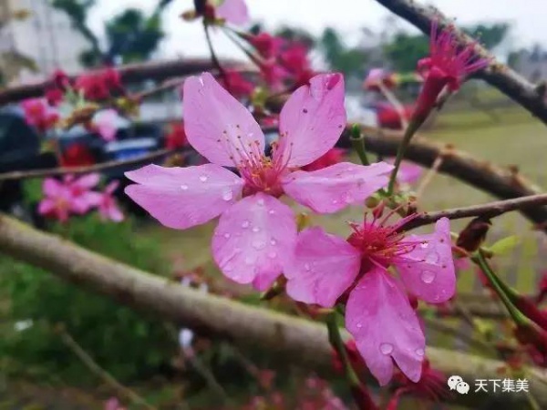 看櫻花不去日本來集大！師生校友“以愛之名”澆灌它