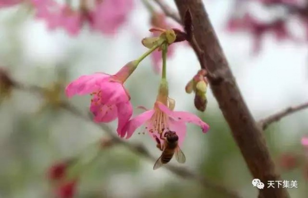 看櫻花不去日本來集大！師生校友“以愛之名”澆灌它