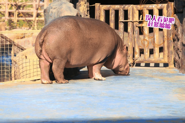 探索新奇的動物知識和傳統的古龍醬文化，來場一日游吧！