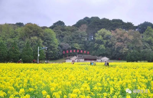 收藏！最新最全的福建油菜花地圖就在這兒啦