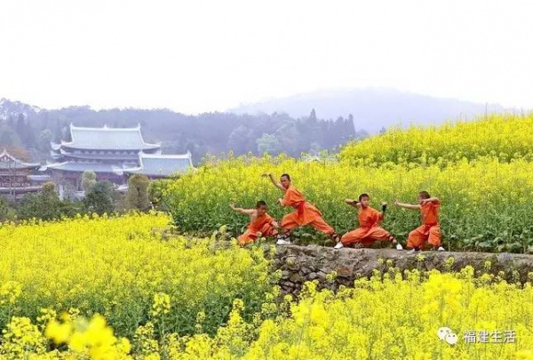 收藏！最新最全的福建油菜花地圖就在這兒啦