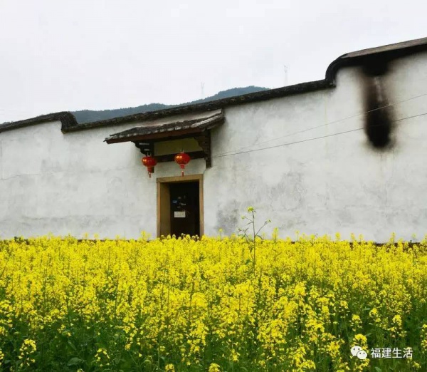 收藏！最新最全的福建油菜花地圖就在這兒啦