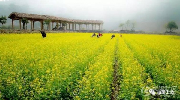 收藏！最新最全的福建油菜花地圖就在這兒啦