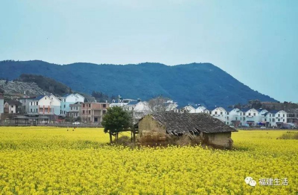 收藏！最新最全的福建油菜花地圖就在這兒啦