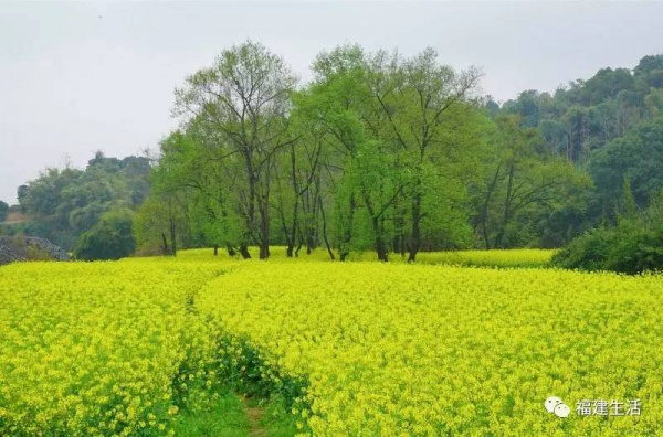 收藏！最新最全的福建油菜花地圖就在這兒啦