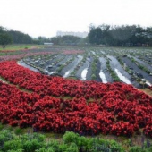 大曦山薰衣草公園