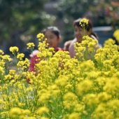 蔗內(nèi)村油菜花田