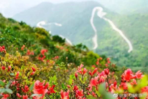 太美啦！同安云頂山杜鵑花美麗綻放！周末又可以組團去觀賞！