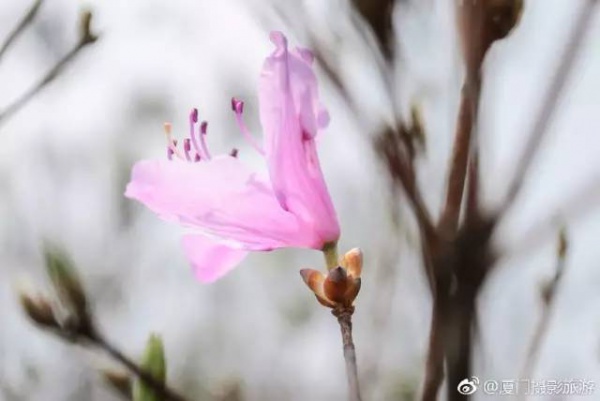 太美啦！同安云頂山杜鵑花美麗綻放！周末又可以組團去觀賞！