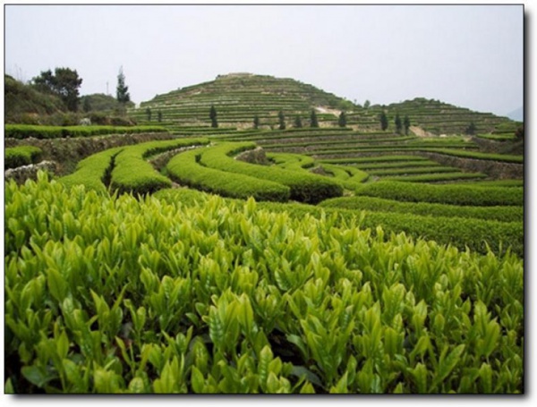 華祥苑生態茶莊園_安溪華祥苑生態茶莊園_華祥苑生態茶莊園