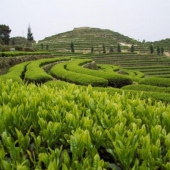 華祥苑生態(tài)茶莊園