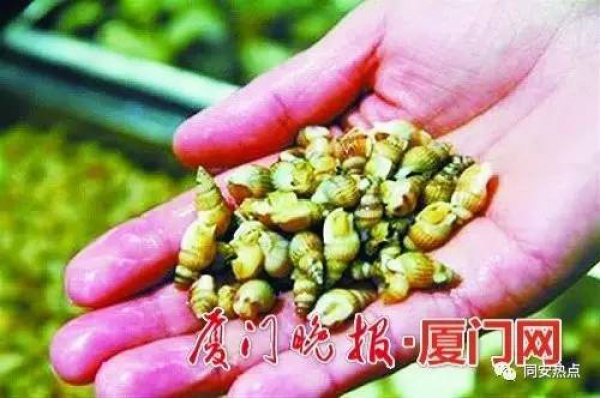 注意！這種“甲錐螺”近期上市毒性難辨，集美人莫貪美味盲目食用！