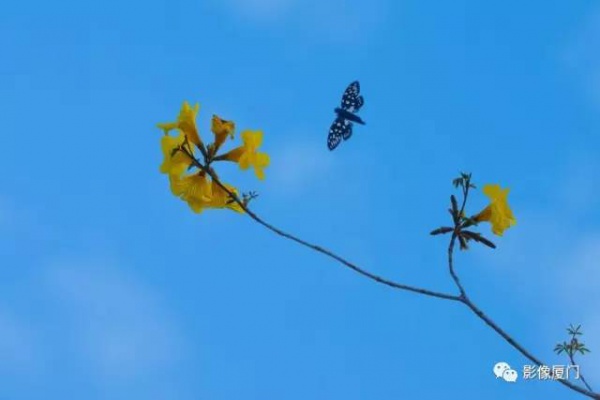 美爆了！廈門那片黃花風鈴木又來了……花期短，趕緊約！